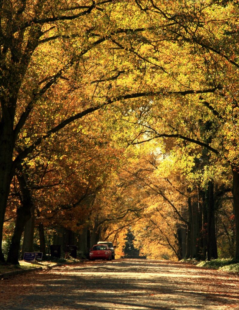 Fall Comes Late To Durham NC